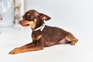 a small dog chihuahua posing isolated background