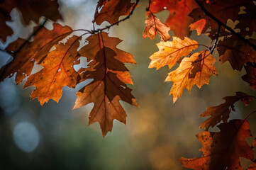 kolorowe liście na drzewach. Jesień - obrazy, fototapety, plakaty