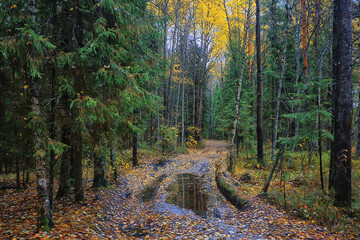 autumn taiga forest landscape, nature view fall in the mountains