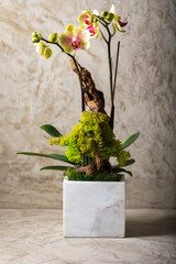Orchid in square vase