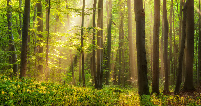 Natural Forest of Beech Trees illuminated by sunbeams through fog	