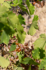 grapes on vine