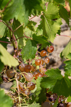 grapes on vine