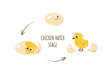 Stages of chiken hatching vector illustration. Newborn yellow cute chicken. Egg to chicken development