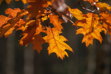 Naklejka na ściany i meble kolorowe liście na drzewach. Jesień