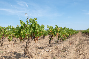 Fototapeta na wymiar vineyard in the region