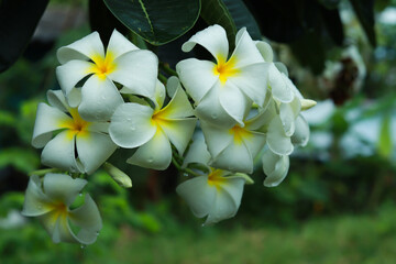 Close up shot bunch of blooming frangipani flowers.