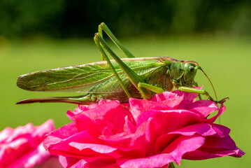 big green saber grasshopper sits on a rose and eats