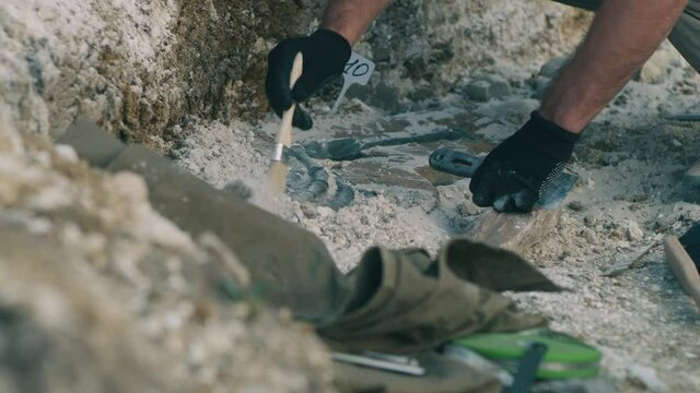 Crop archaeologist excavating dinosaur bones