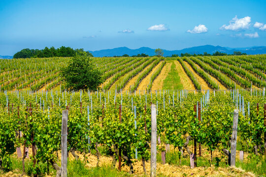 Vineyards of Monferrato near Gavi at springtime