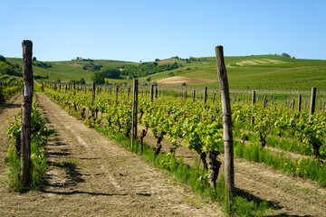 Vineyards of Monferrato near Mombaruzzo at springtime