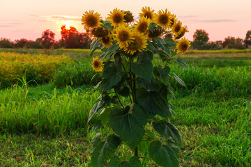 Single flowering sunflower against the sky at sunset backlit