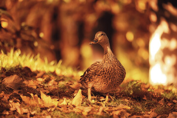 duck autumn park mallard, wild duck autumn view migratory bird nature