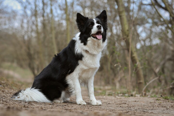 Happy Border Collie Sits Down on Ground in Forest. Adorable Black and White Dog Outdoors.