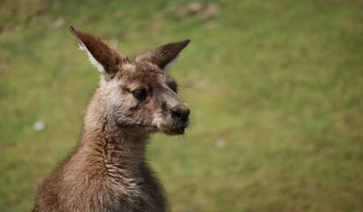 Head Portrait of Eastern Grey Kangaroo in Zoological Garden. Cute Close-up of Macropus Giganteus Outdoors. © nicolecedik