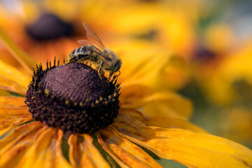 pszczoła zapylająca kwiaty - obrazy, fototapety, plakaty