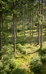 Fototapete bei efototapeten.de bestellen   