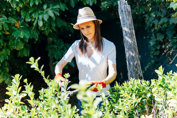 young adult woman working in the home garden pruning a hedge