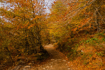 forest way in autumn color