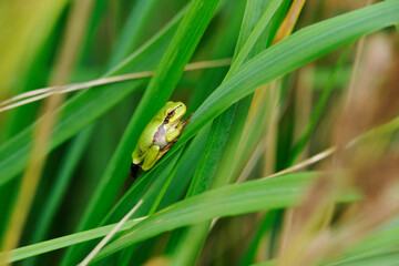  Europäischer Laubfrosch (Hyla arborea) 