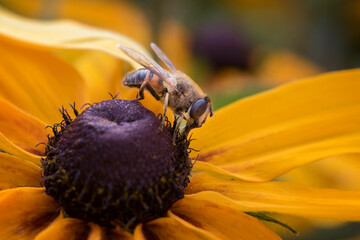 pszczoła zapylająca kwiaty