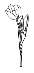 Hand drawn illustration black tulip. Creative ink art work. Actual vector drawing spring flower