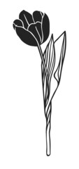 Hand drawn illustration black tulip. Creative ink art work. Actual vector drawing spring flower