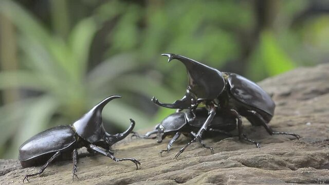 Two male Rhinoceros beetle, Rhino beetle , Fighting beetle  fight for a female during the mating season.