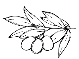 Vector sketch of olive branch. Hand drawn outline icon. Eco food doodle illustration isolated on white background. For print, web, design, decor, logo. 