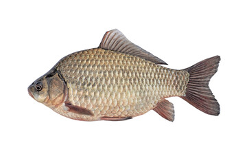 Fototapeta premium Freshwater fish cyprinid carp isolated on white background. wild live fish