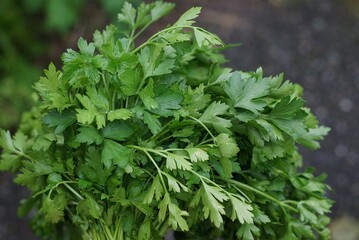 food from large fresh green bunch of parsley plants on gray background