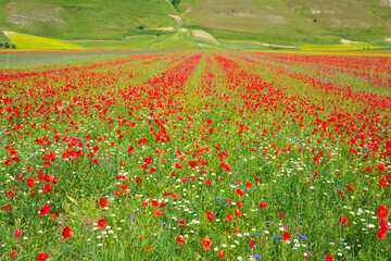 Castelluccio di Norcia highlands, Italy, blooming cultivated fields, tourist famous colourful flowering plain in the Apennines. Agriculture of lentil crops and red poppies.