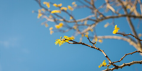 New leaves on bare tree branches in spring against a bright blue sky