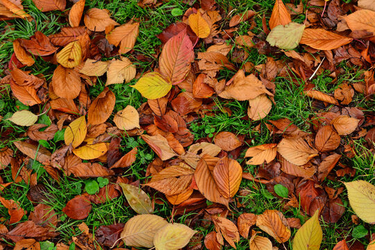 芝生の上に落ちた秋の落ち葉