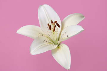 Fototapeta na wymiar Delicate white lily flower isolated on pink background.