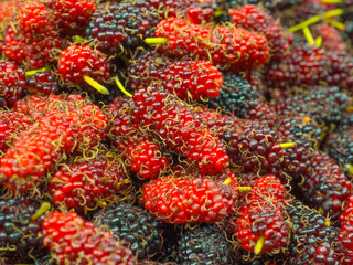 Red mulberrys fruit , The close-up of ripe mulberry fruit