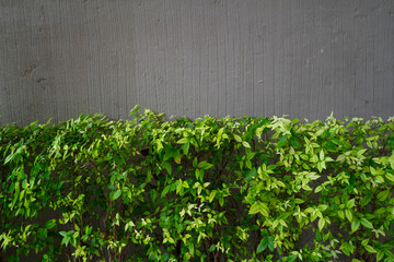 Water jasmine, Wild water plum to ornamental pruning on row with raw cement concrete background at...