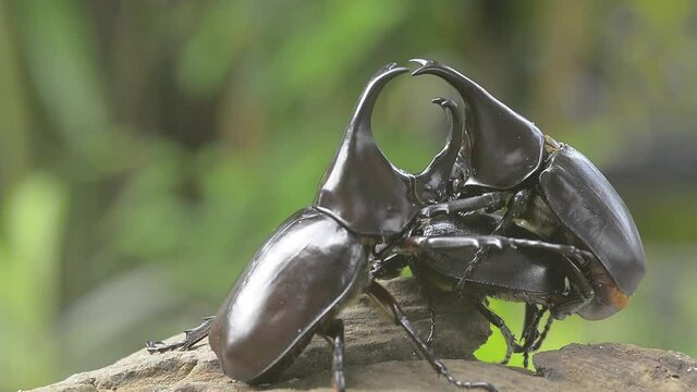 Two male Rhinoceros beetle, Rhino beetle , Fighting beetle  fight for a female during the mating season.