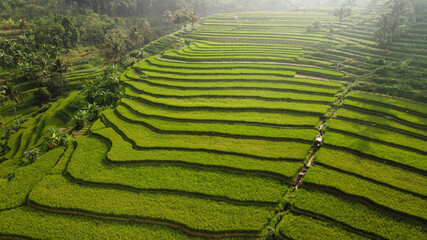 Rice Field Landscape In The Morning