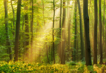 Natural Forest of Beech Trees with sunbeams through fog