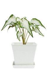 White of Angel-Wings, Elephant-Ear or Caladium Bicolor Candinum  is queen of the leafy plants growing in plastic pot isolated on white background included clipping path.