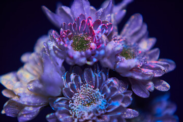 Flowers in the paint drops glow in the ultraviolet light. Natural beauty cosmetics