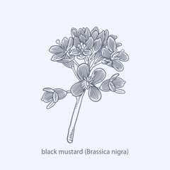 Hand drawn of herbs and spices black mustard (Brassica nigra)
