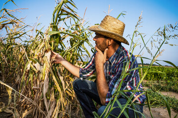 Farmer is looking at his dry corn field and examining crops. 