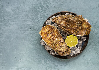 Oysters plate with lemon and ice. Served fresh and close. Healthy seafood. copy space, top view.