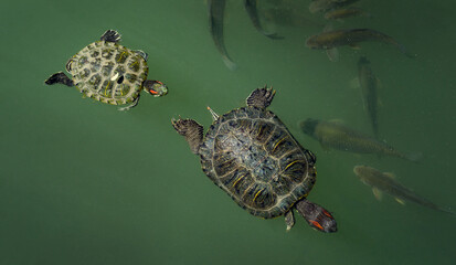 Two Red-eared turtles (Trachemys scripta elegans) swim in emerald water with fishes. Beautiful pond called Big Lake in Arboretum Park Southern Cultures in Sirius (Adler) Sochi.