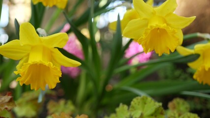 Yellow narcissus flower, California USA. Daffodil floret springtime bloom, morning forest atmosphere, delicate botanical floral blossom. Spring freshness, wildflower in wood.