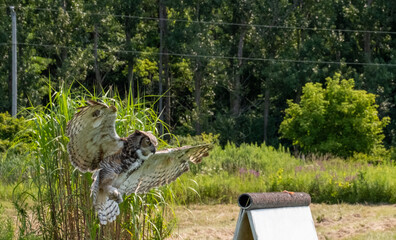 Great horned owl hovering low in the garden covered with green grass