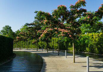 Pink fluffy flowers of Persian silk tree (Albizia julibrissin or Japanese acacia) blossom among cascading artificial 'Swift river'. City public landscaped park Krasnodar or 'Galitsky' in sunny june