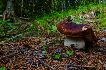 wonderful large brown fresh boletus mushmoom in a forest